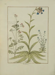 Pulmonaire et Géranium, illustration du Livre des simples médecines par Mattheaus Platearius, c.1470